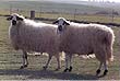 foto dos ovejas